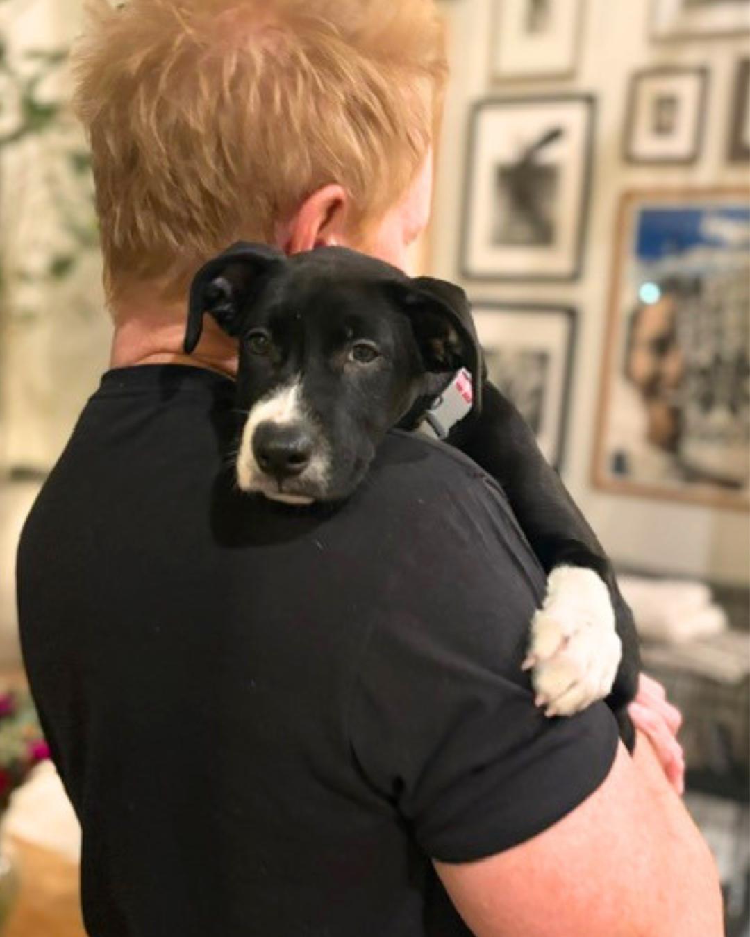 Enlarge Jade (aka Peanut), a Adoptable mixed breed in Valley Village, CA image 2/6