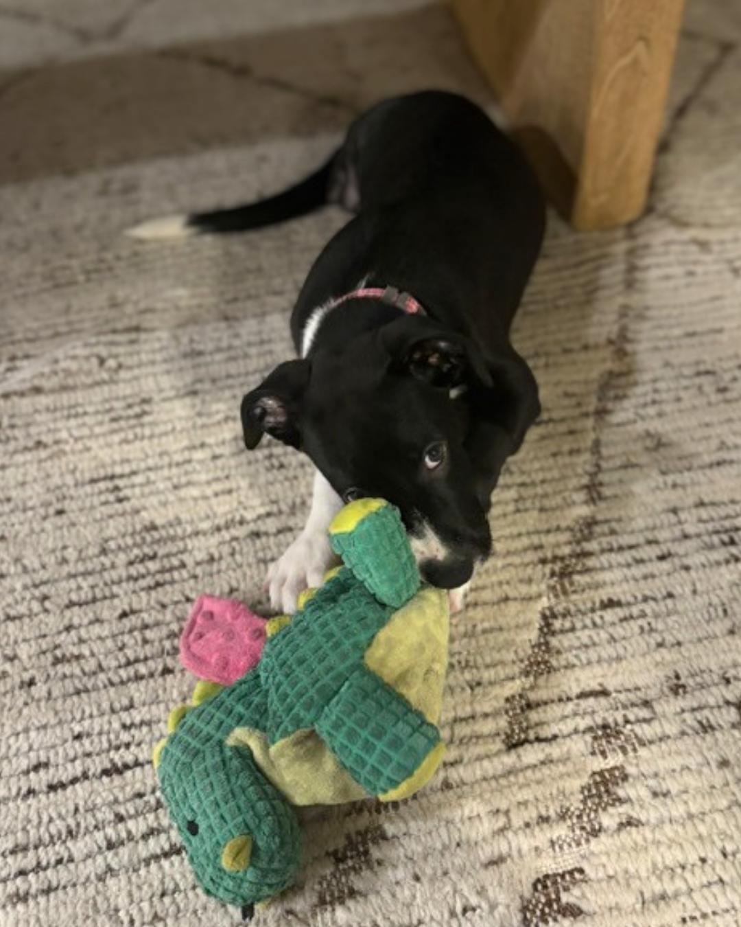 Enlarge Jade (aka Peanut), a Adoptable mixed breed in Valley Village, CA image 5/6