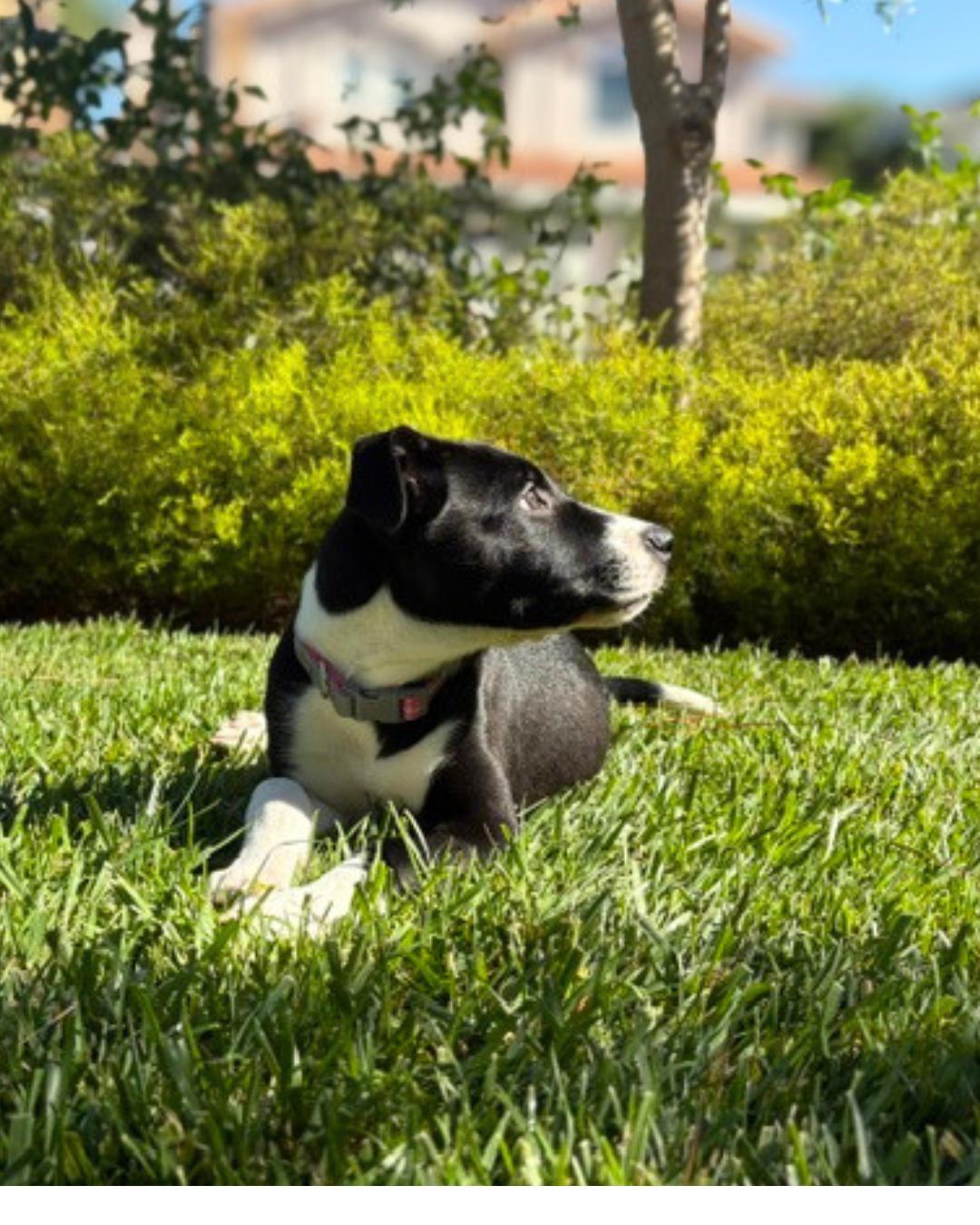 Enlarge Jade (aka Peanut), a Adoptable mixed breed in Valley Village, CA image 4/6