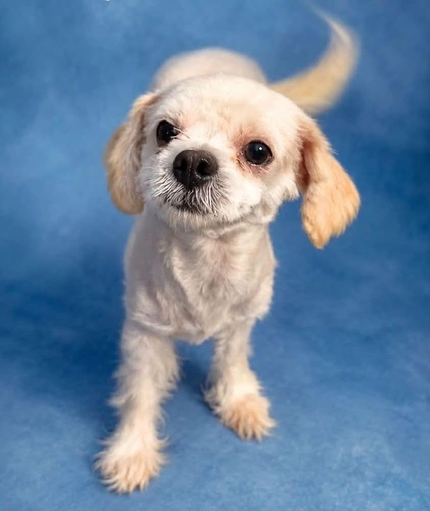 Milo, a Adoptable Shih Tzu in Boulder, CO image 1/3