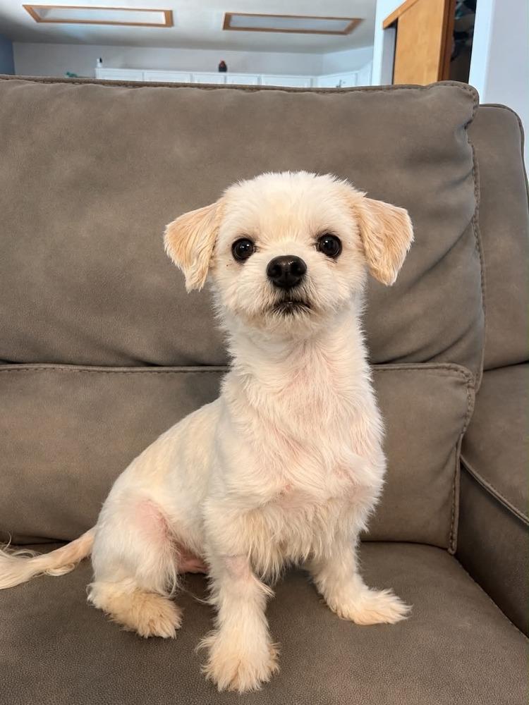 Milo, a Adoptable Shih Tzu in Boulder, CO image 2/3