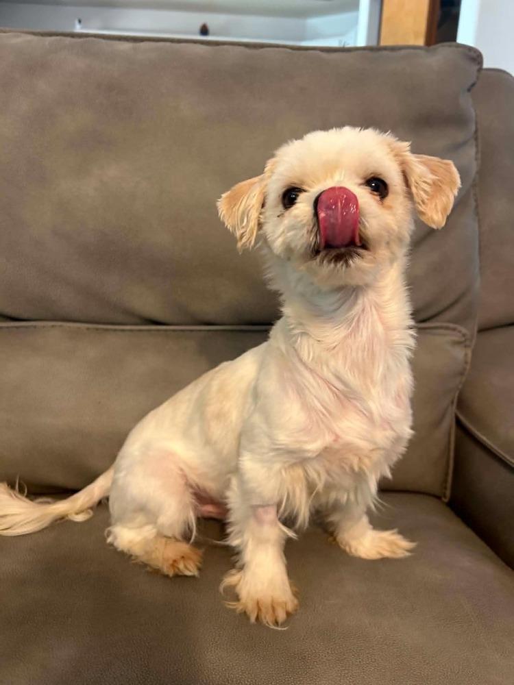 Milo, a Adoptable Shih Tzu in Boulder, CO image 3/3