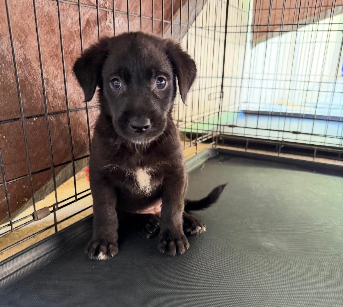 Panda The Itty photo 1