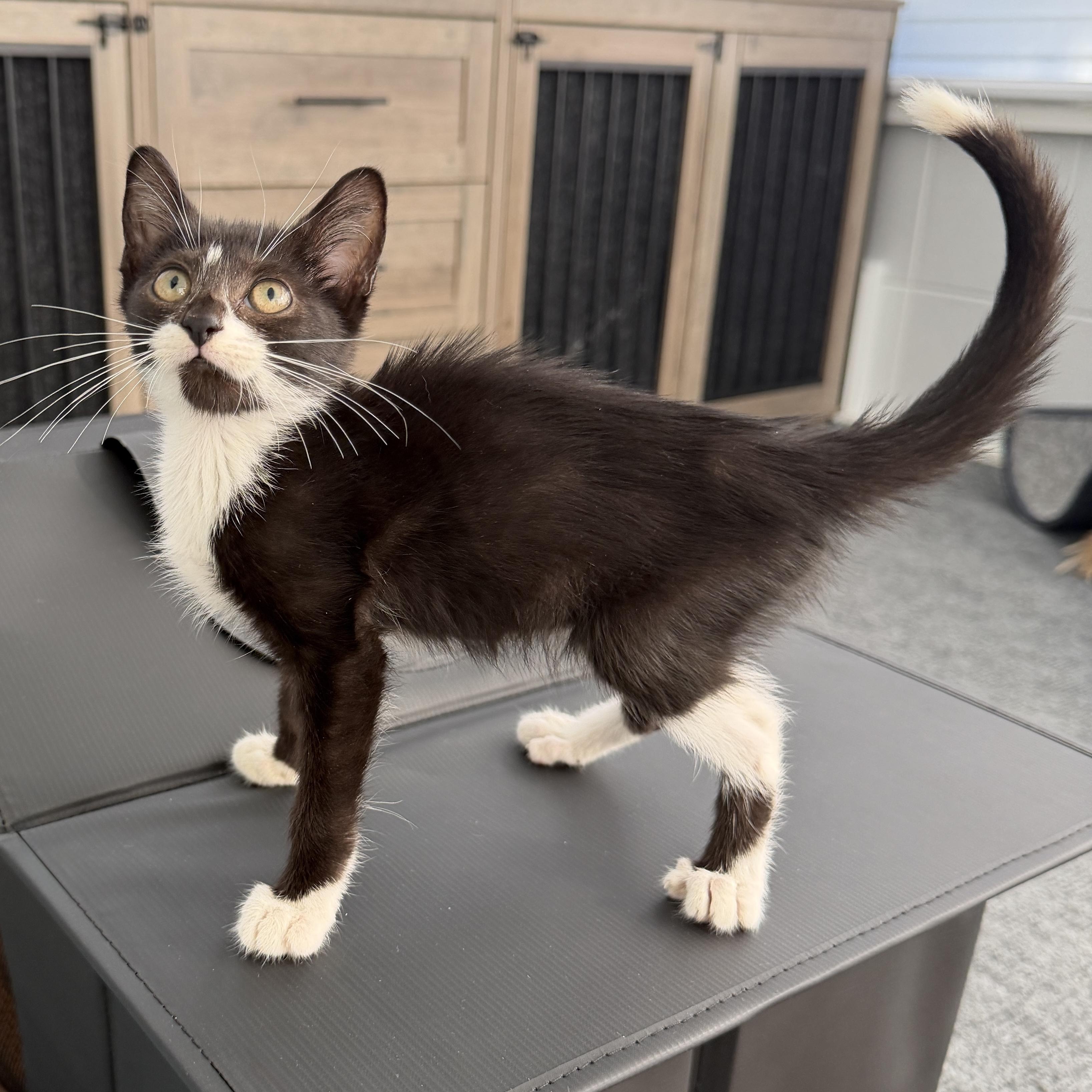 Enlarge Cairo, a Adoptable Domestic Short Hair in Parkland, FL image 1/3