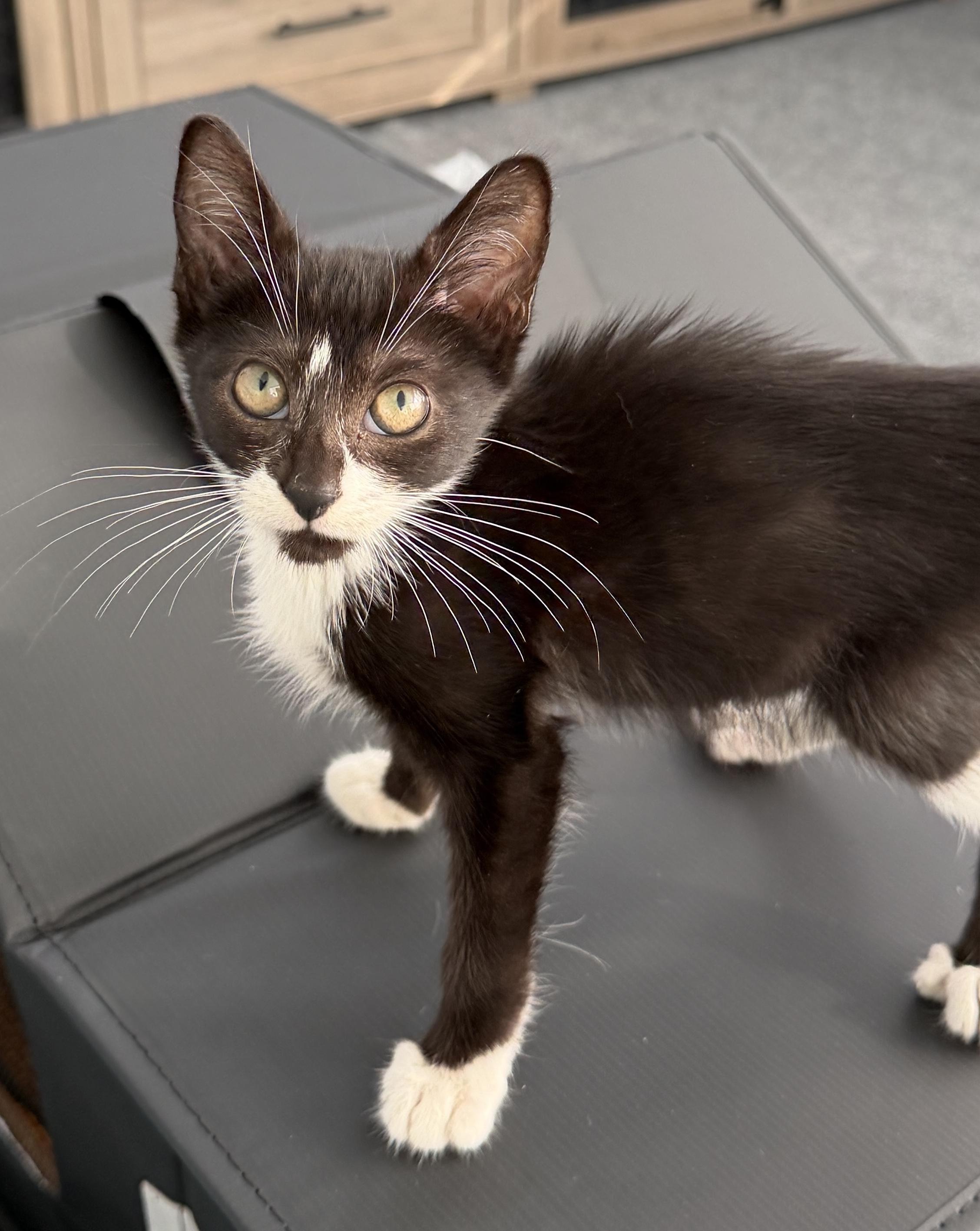 Enlarge Cairo, a Adoptable Domestic Short Hair in Parkland, FL image 2/3