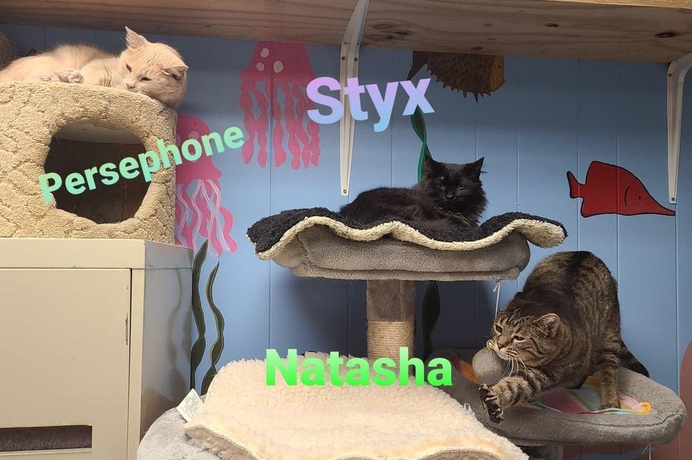 Styx, Adoptable, Adult Female Domestic Medium Hair.