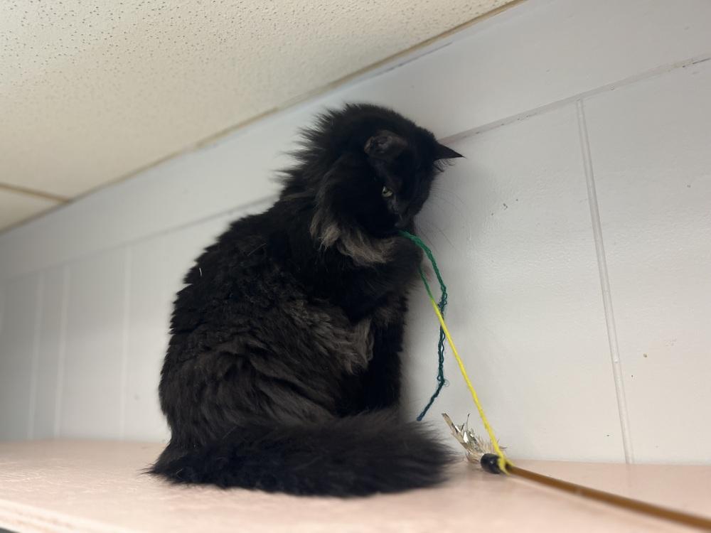 Styx, a Adoptable mixed breed in Papillion, NE image 4/6