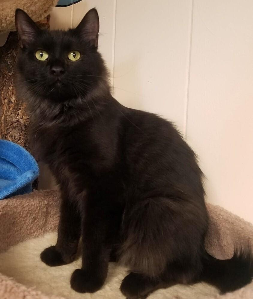 Styx, a Adoptable mixed breed in Papillion, NE image 5/6