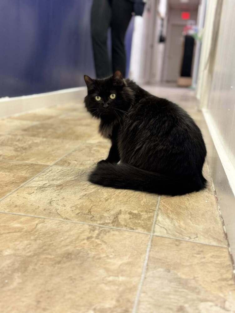 Styx, a Adoptable mixed breed in Papillion, NE image 6/6