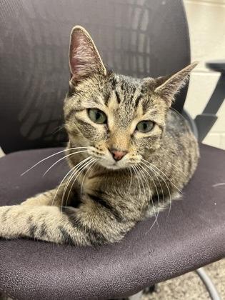 Toonsie, a Adoptable mixed breed in Roseville, MI image 1/2