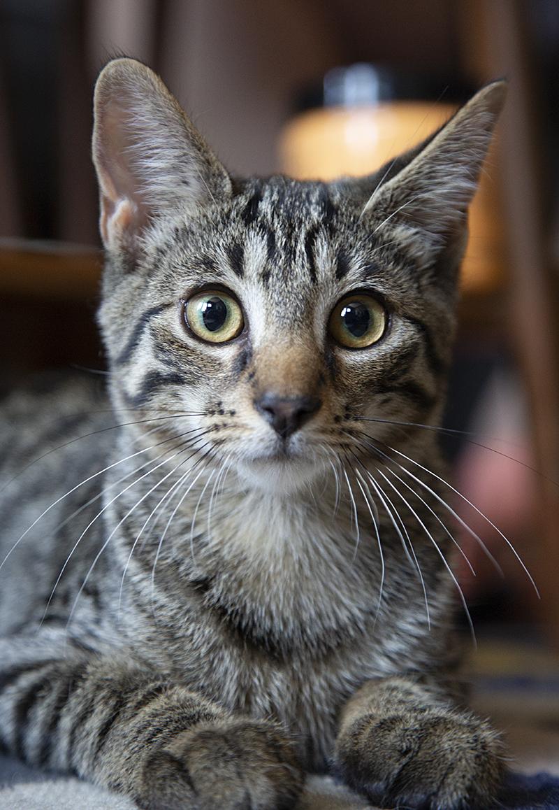 Cyborg aka Buster (with Starfire aka Button}, Baby Male Domestic Short Hair
