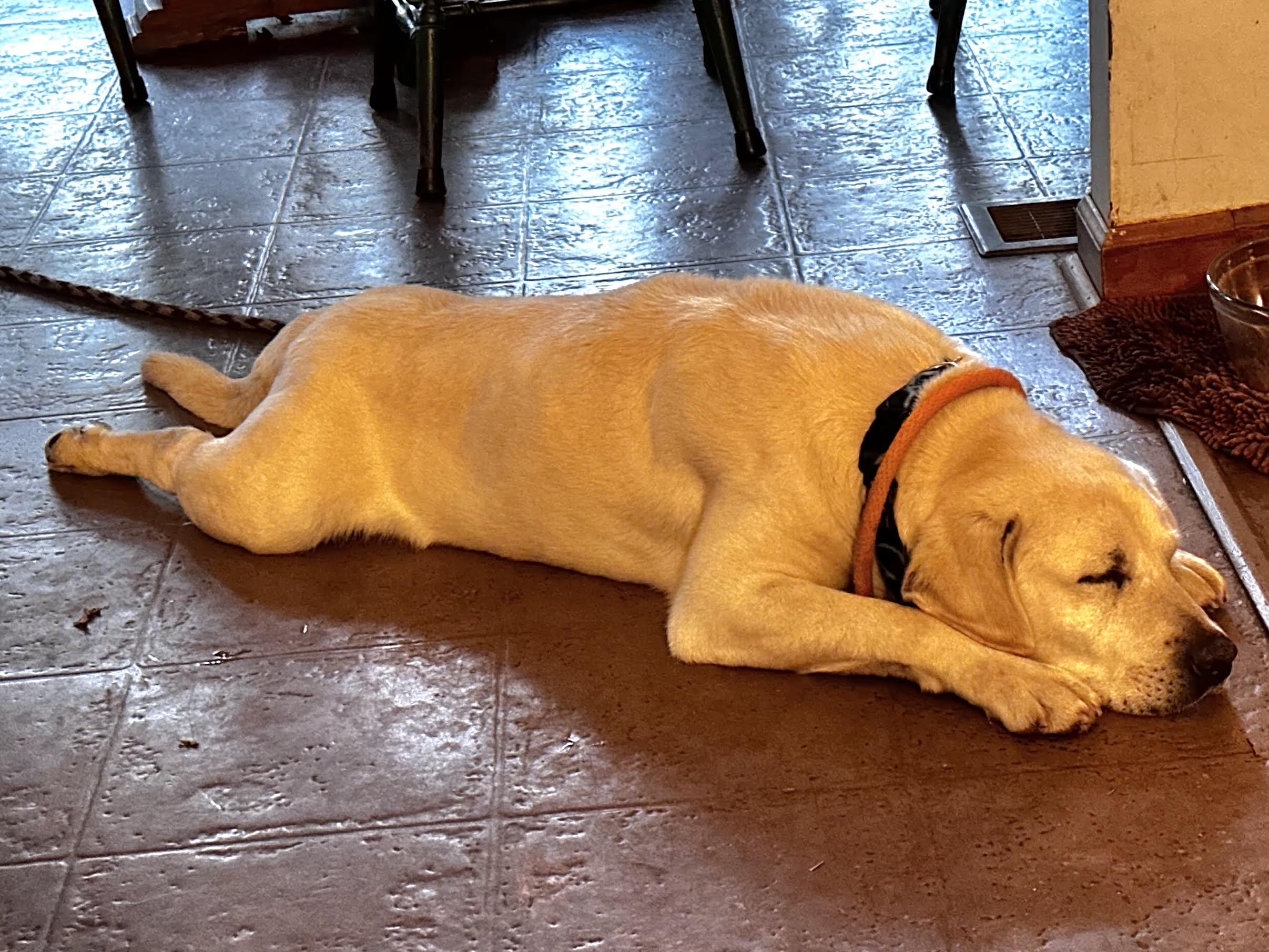 Enlarge Buddey, a ADOPTABLE Labrador Retriever in Cumming, GA image 4/6