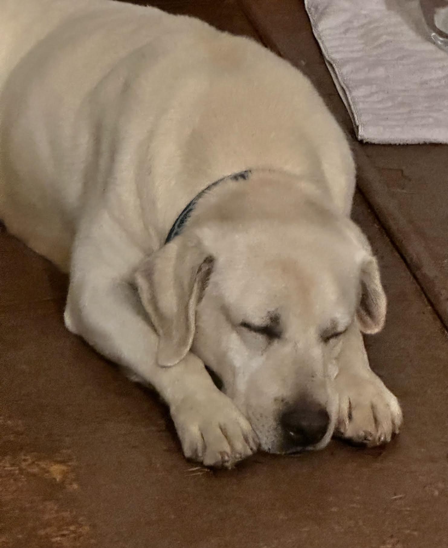Enlarge Buddey, a ADOPTABLE Labrador Retriever in Cumming, GA image 3/6