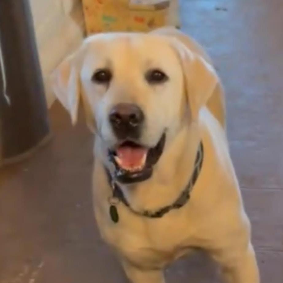 Enlarge Buddey, a ADOPTABLE Labrador Retriever in Cumming, GA image 1/6