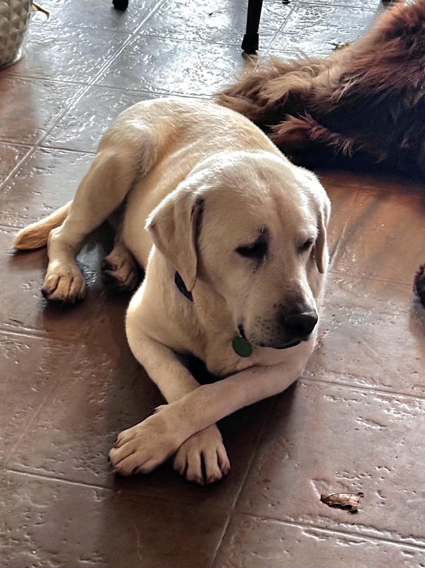 Enlarge Buddey, a ADOPTABLE Labrador Retriever in Cumming, GA image 5/6