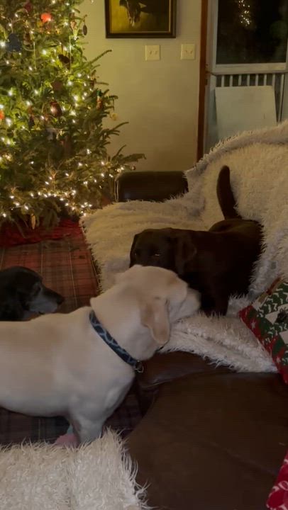Enlarge Buddey, a ADOPTABLE Labrador Retriever in Cumming, GA video 6/6
