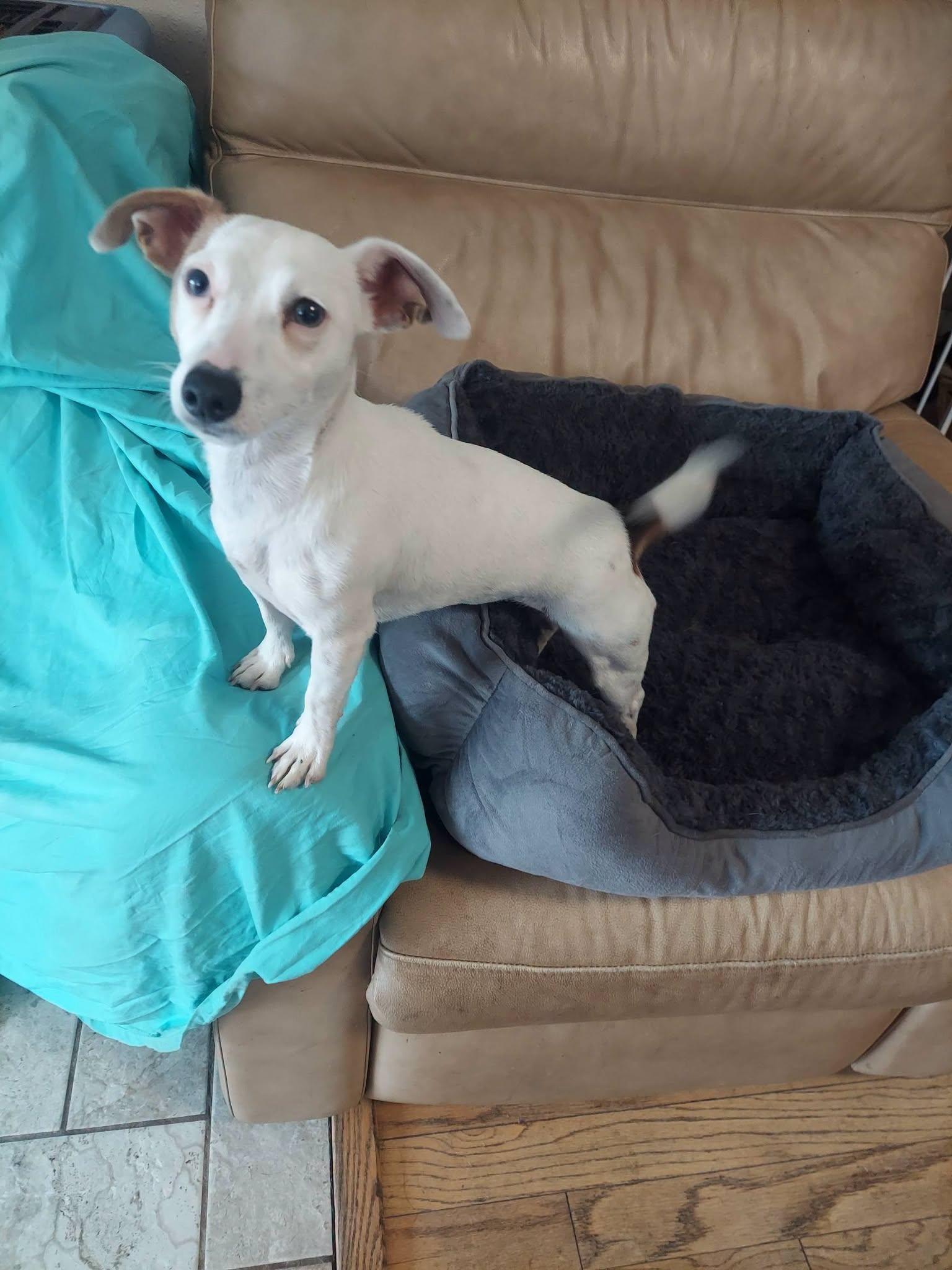 Lilly, a ADOPTABLE mixed breed in Oakland, CA image 4/4