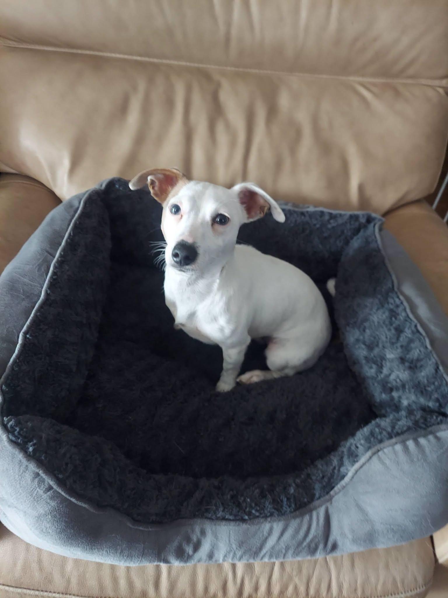 Lilly, a ADOPTABLE mixed breed in Oakland, CA image 1/4