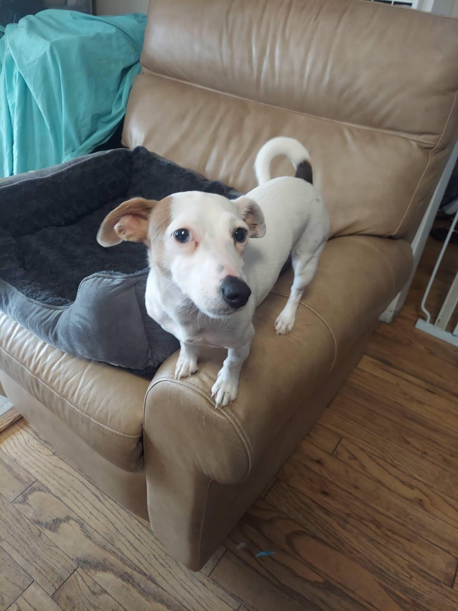 Lilly, a ADOPTABLE mixed breed in Oakland, CA image 2/4