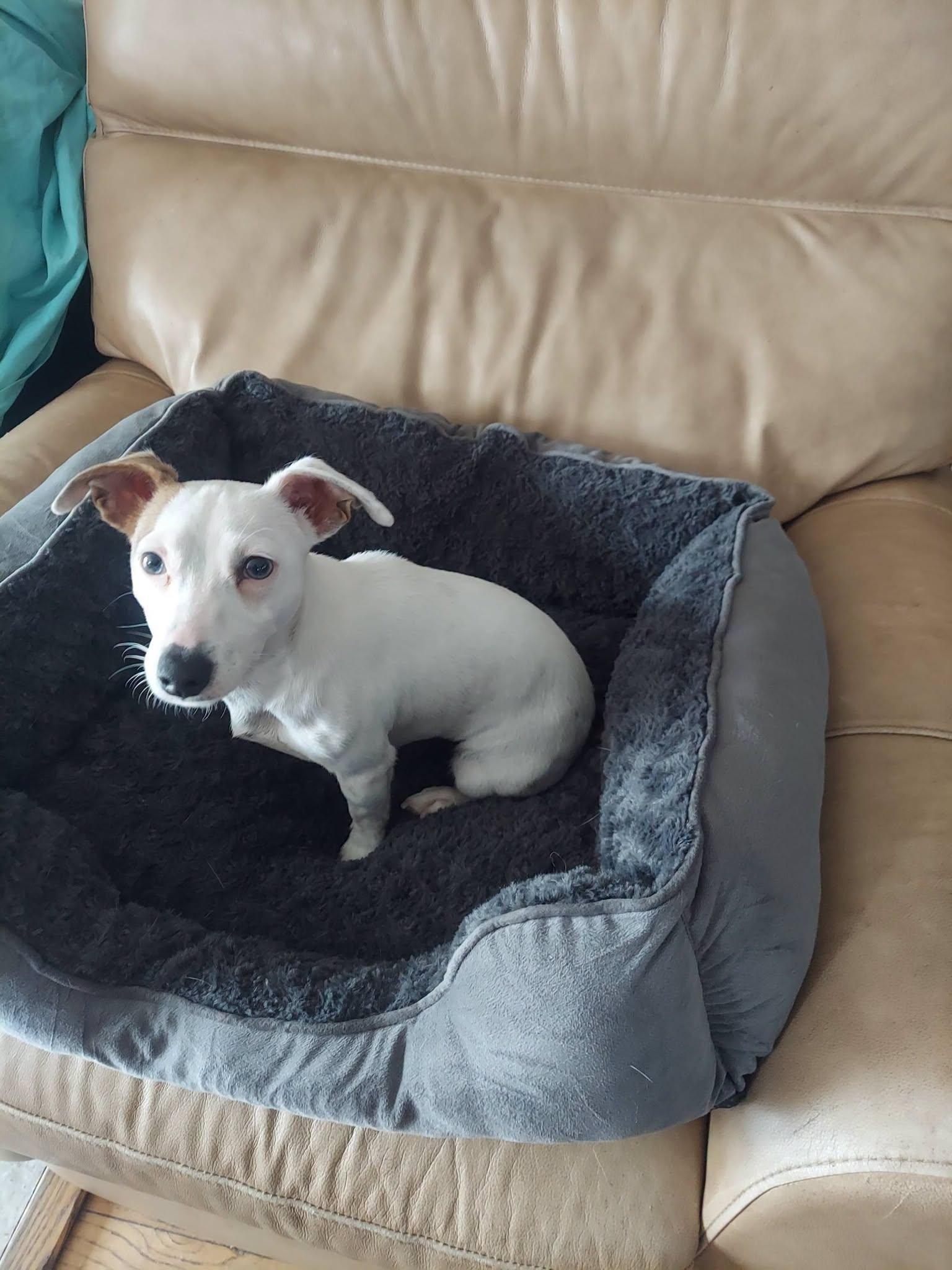 Lilly, a ADOPTABLE mixed breed in Oakland, CA image 3/4