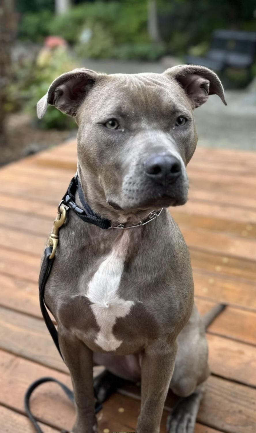 Utah, ADOPTABLE, Adult Female Pit Bull Terrier.