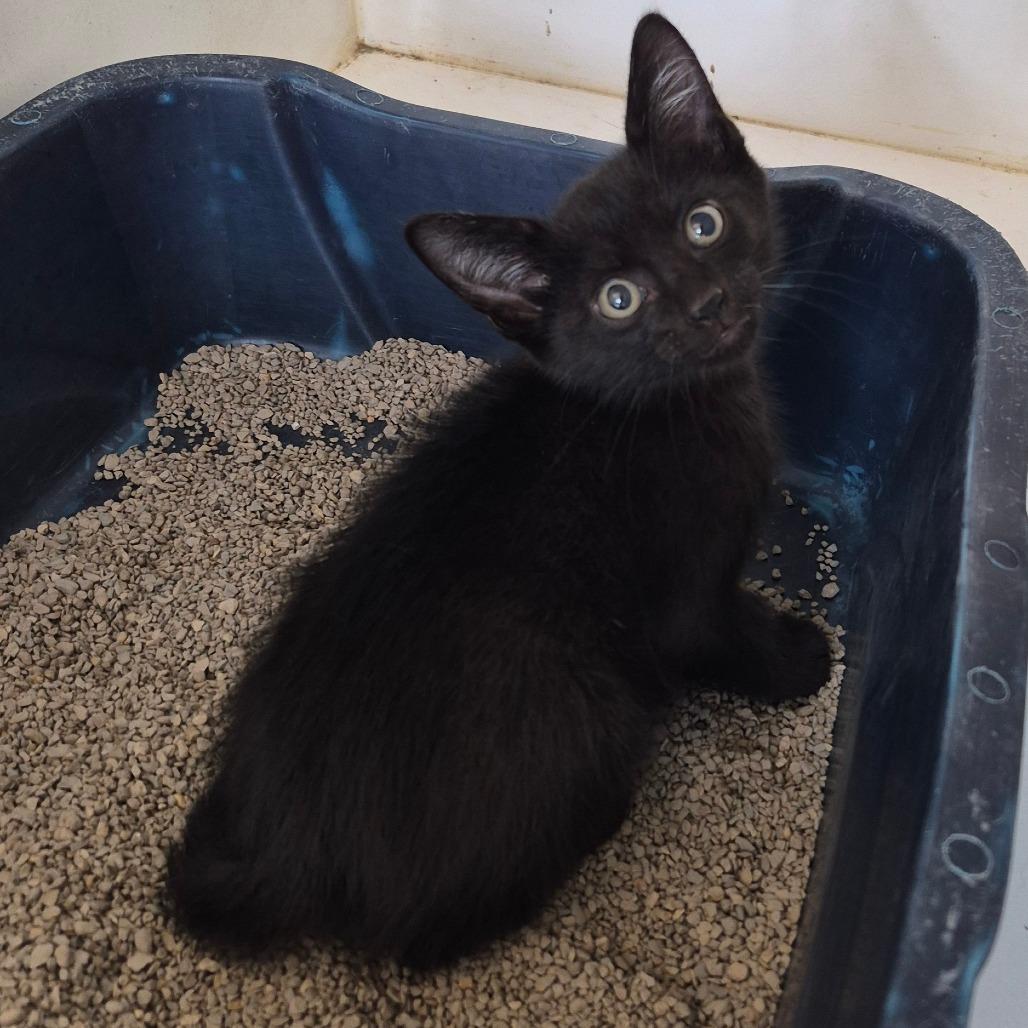 Enlarge Minx, a Adoptable Domestic Short Hair in Portland, TX image 1/1