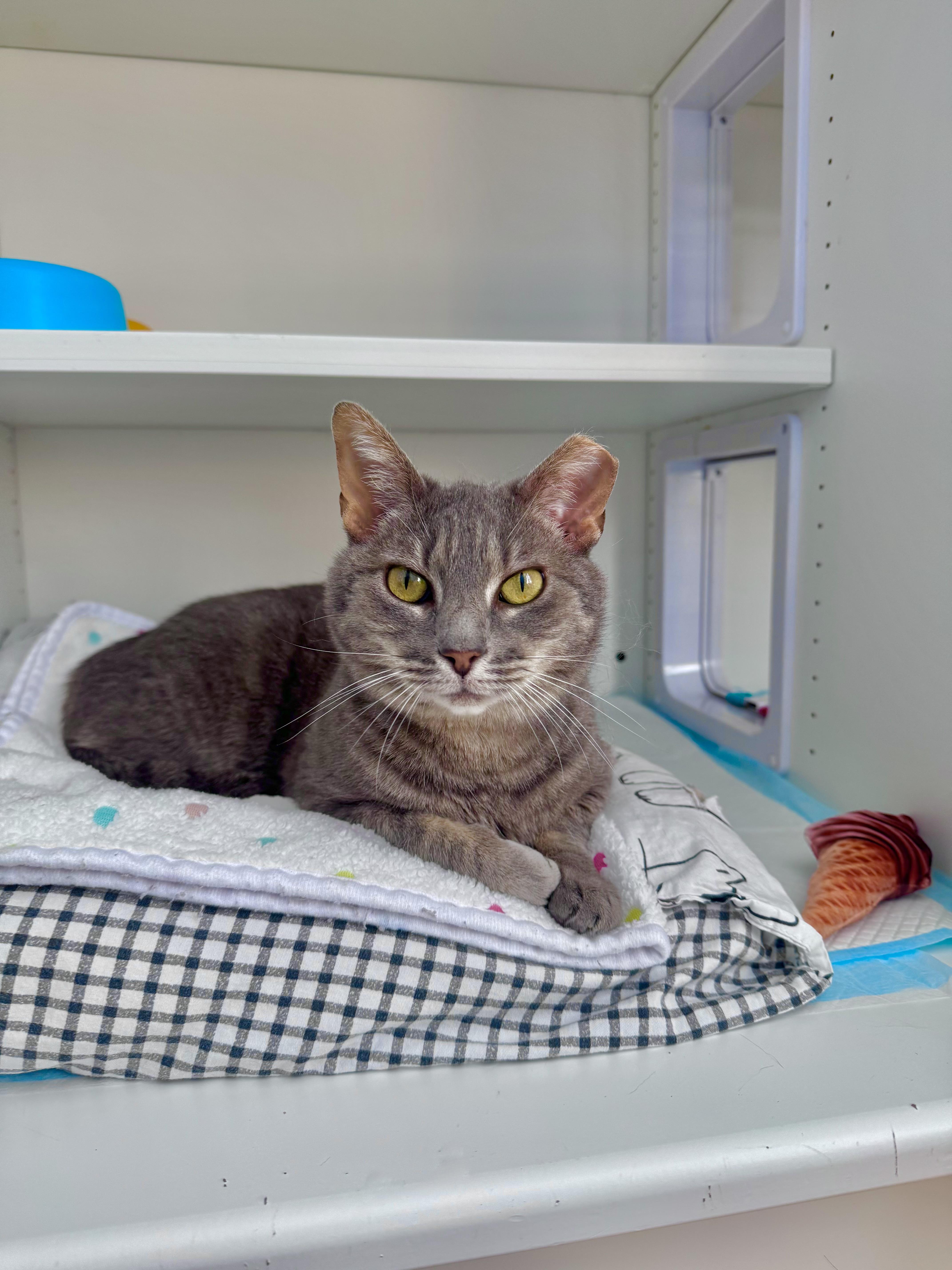 Enlarge Oakley, a ADOPTABLE Domestic Short Hair in Ramsey, NJ image 6/6