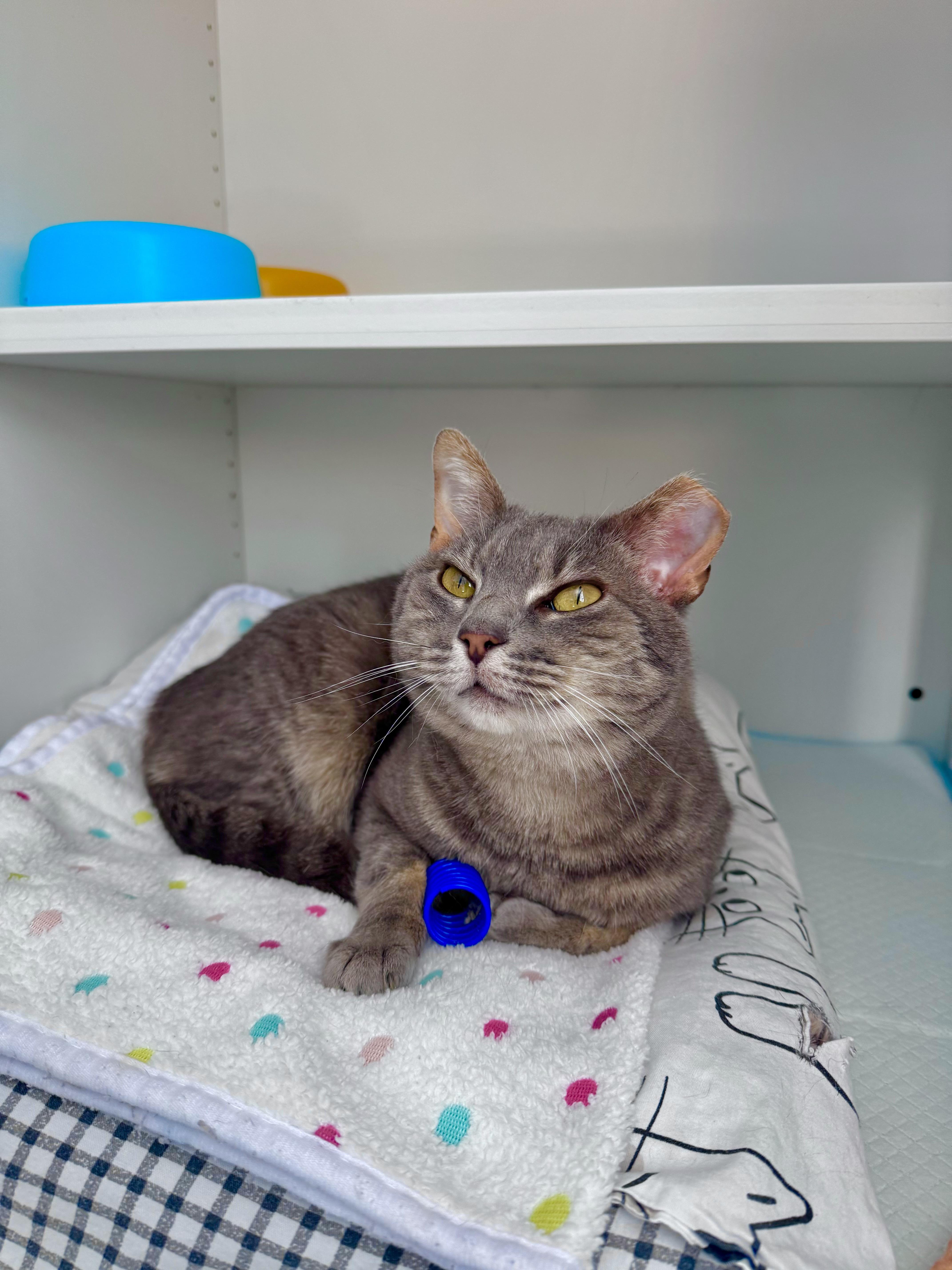 Enlarge Oakley, a ADOPTABLE Domestic Short Hair in Ramsey, NJ image 1/6
