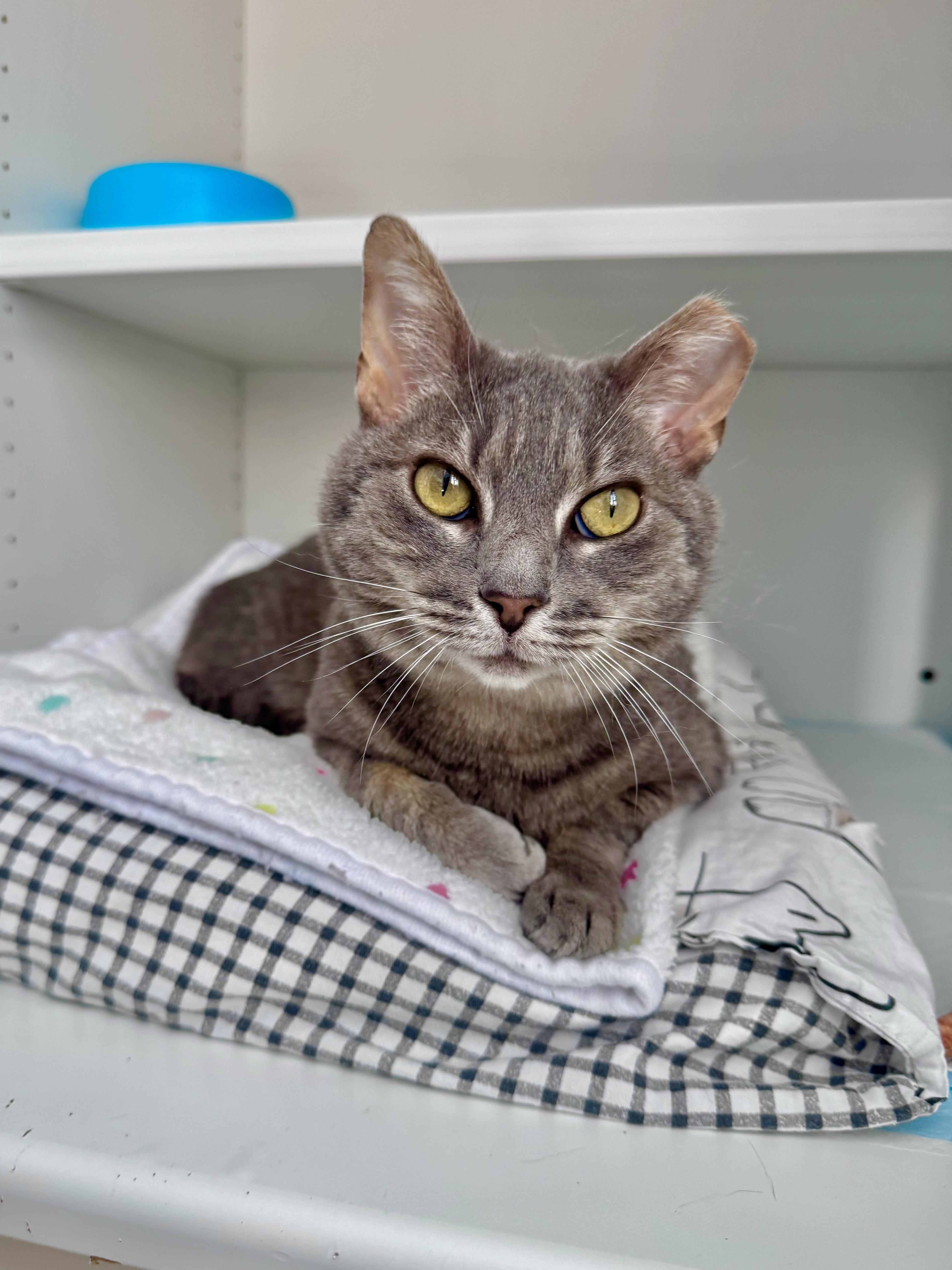 Enlarge Oakley, a ADOPTABLE Domestic Short Hair in Ramsey, NJ image 4/6