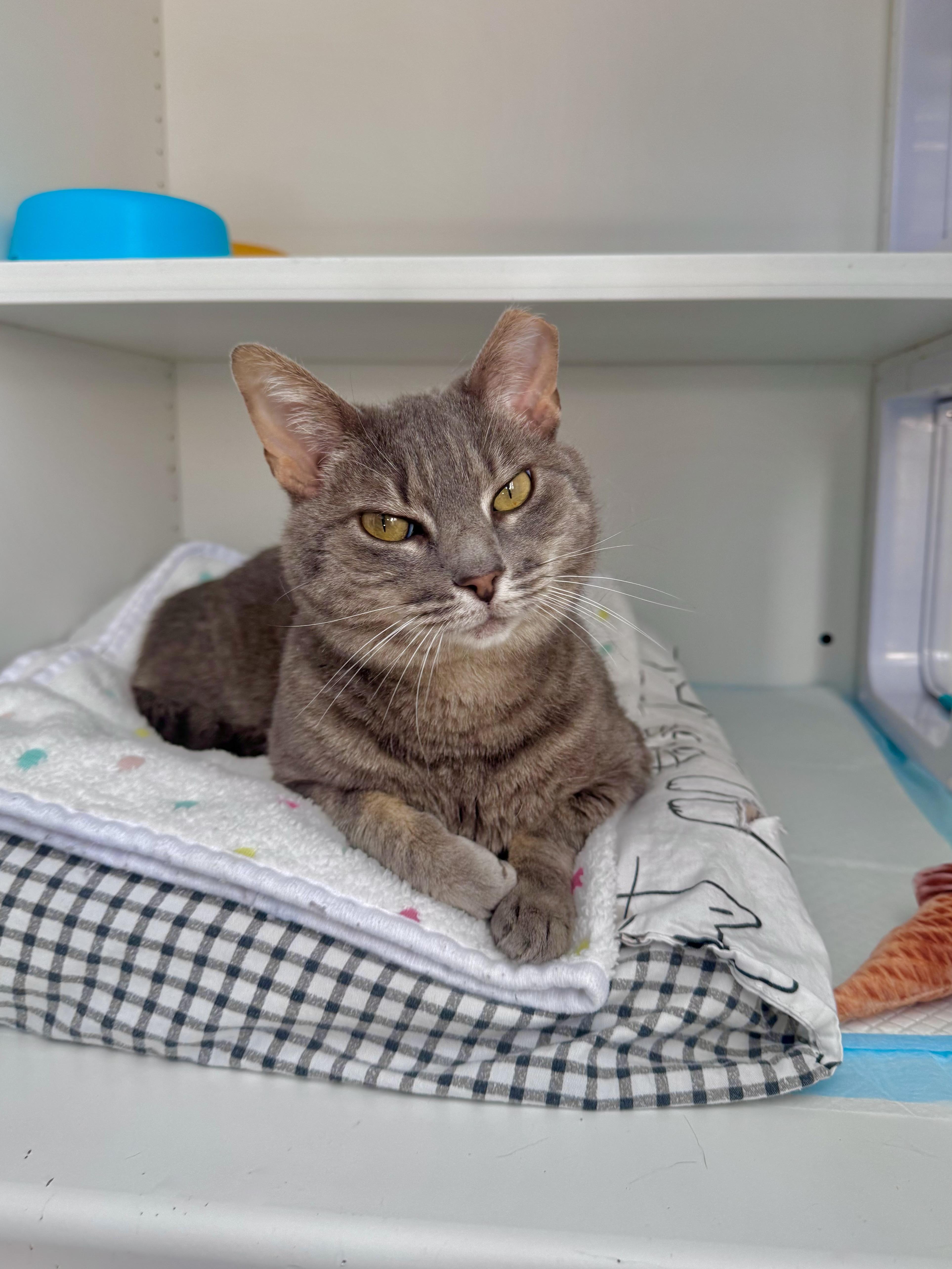 Enlarge Oakley, a ADOPTABLE Domestic Short Hair in Ramsey, NJ image 2/6