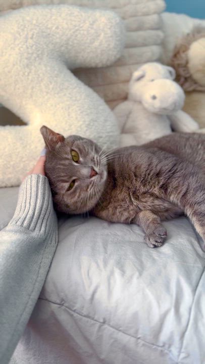 Enlarge Oakley, a ADOPTABLE Domestic Short Hair in Ramsey, NJ video 5/6