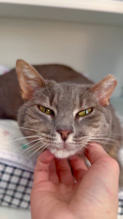 Enlarge Oakley, a ADOPTABLE Domestic Short Hair in Ramsey, NJ video 3/6