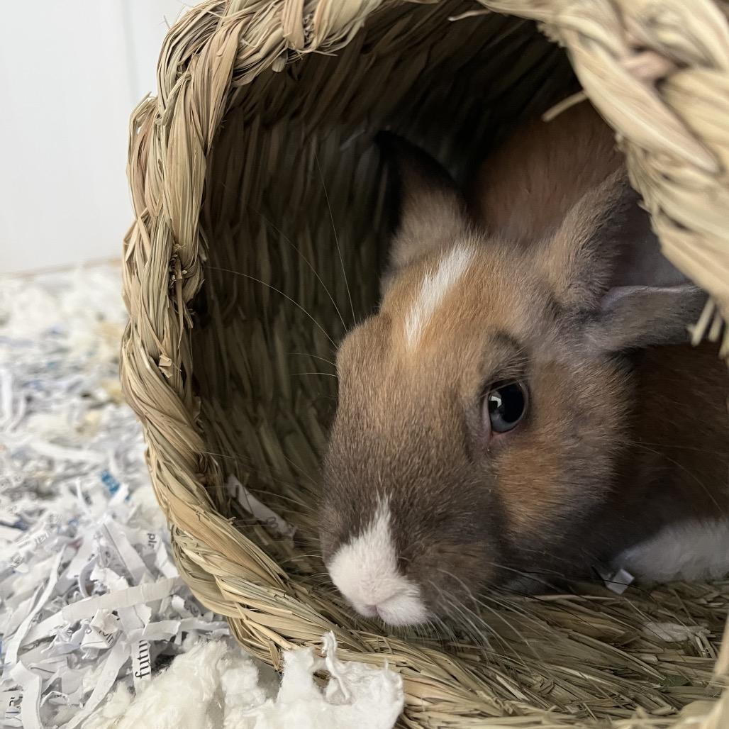 Enlarge Bunni, a Adoptable American in Long Beach, CA image 2/3