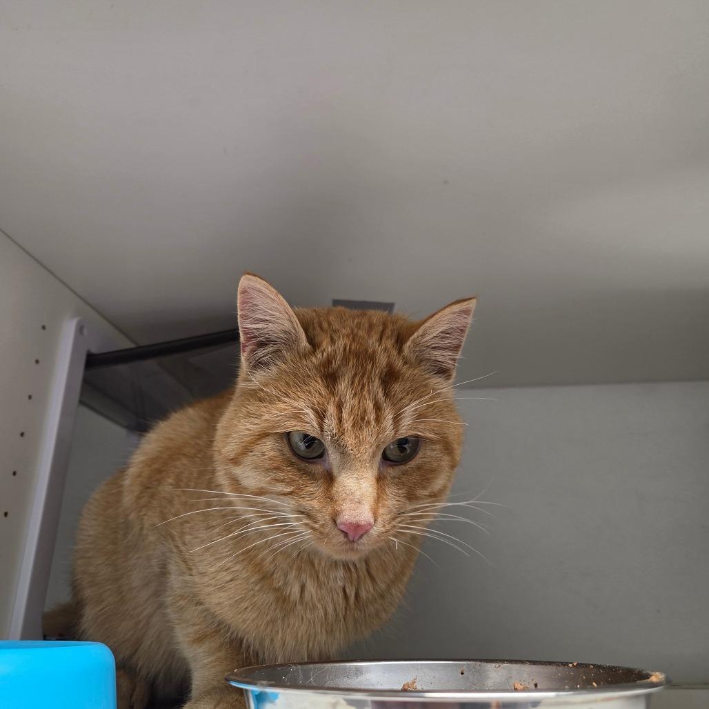 Enlarge Solar, a Adoptable Domestic Short Hair in North Battleford, SK image 1/2