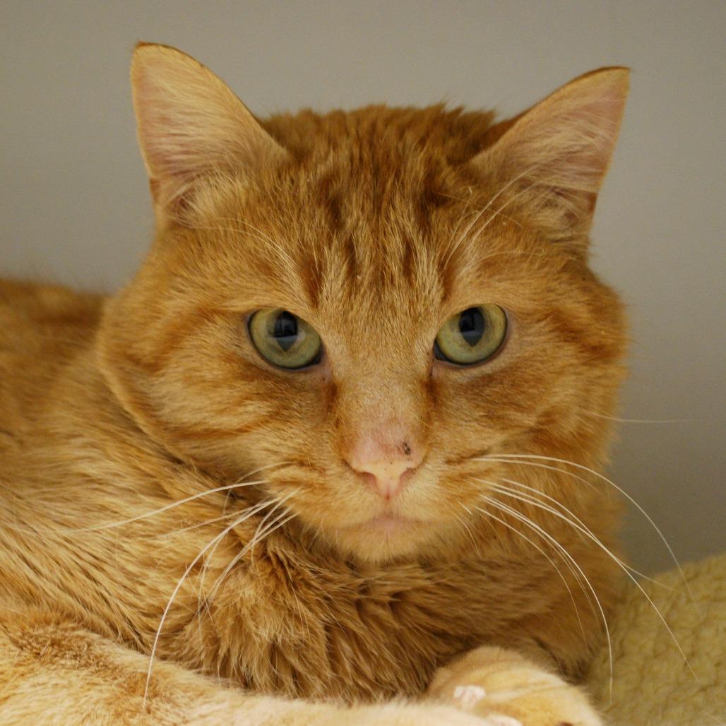 Enlarge Solar, a Adoptable Domestic Short Hair in North Battleford, SK image 2/2