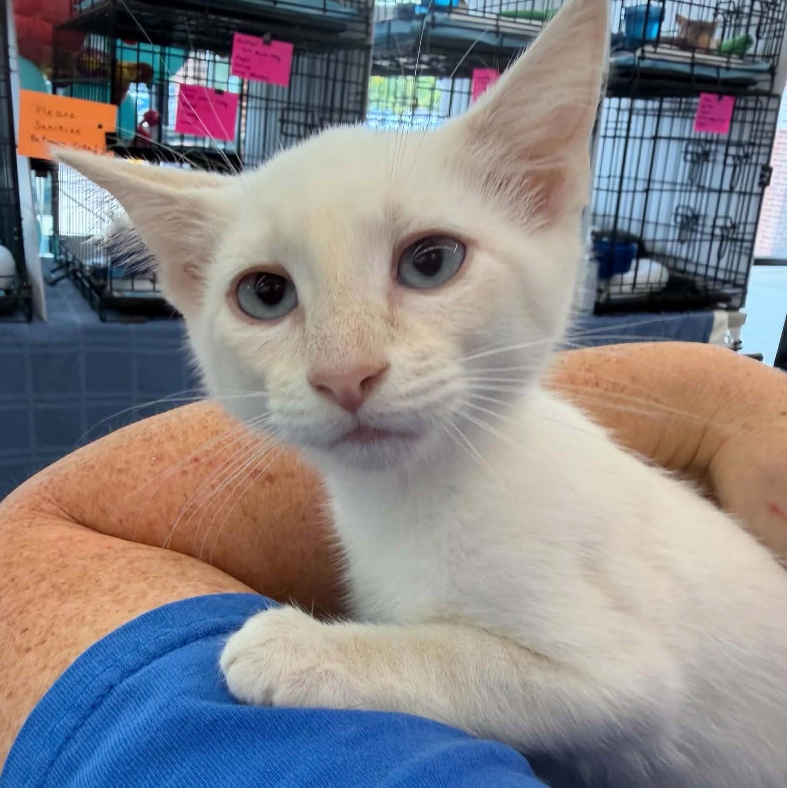 Joplin, an adopted Siamese in Fairborn, OH image 3/4