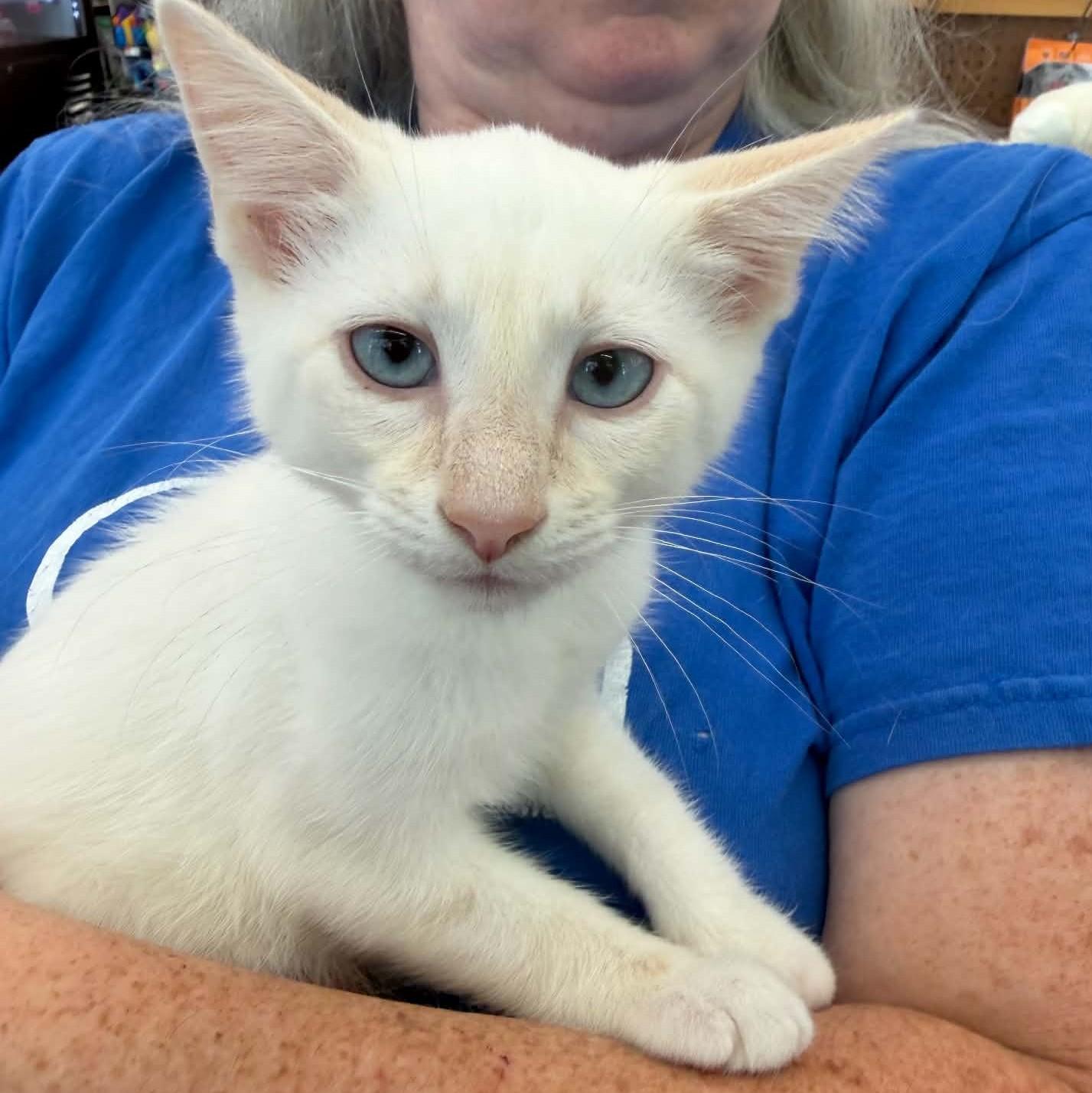 Joplin, an adopted Siamese in Fairborn, OH image 2/4