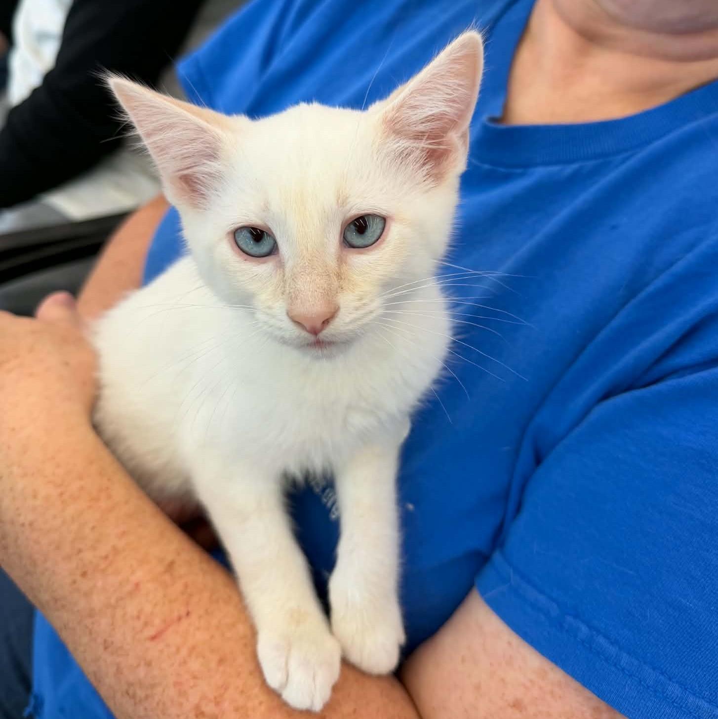 Joplin, adopted, Kitten Male Siamese.