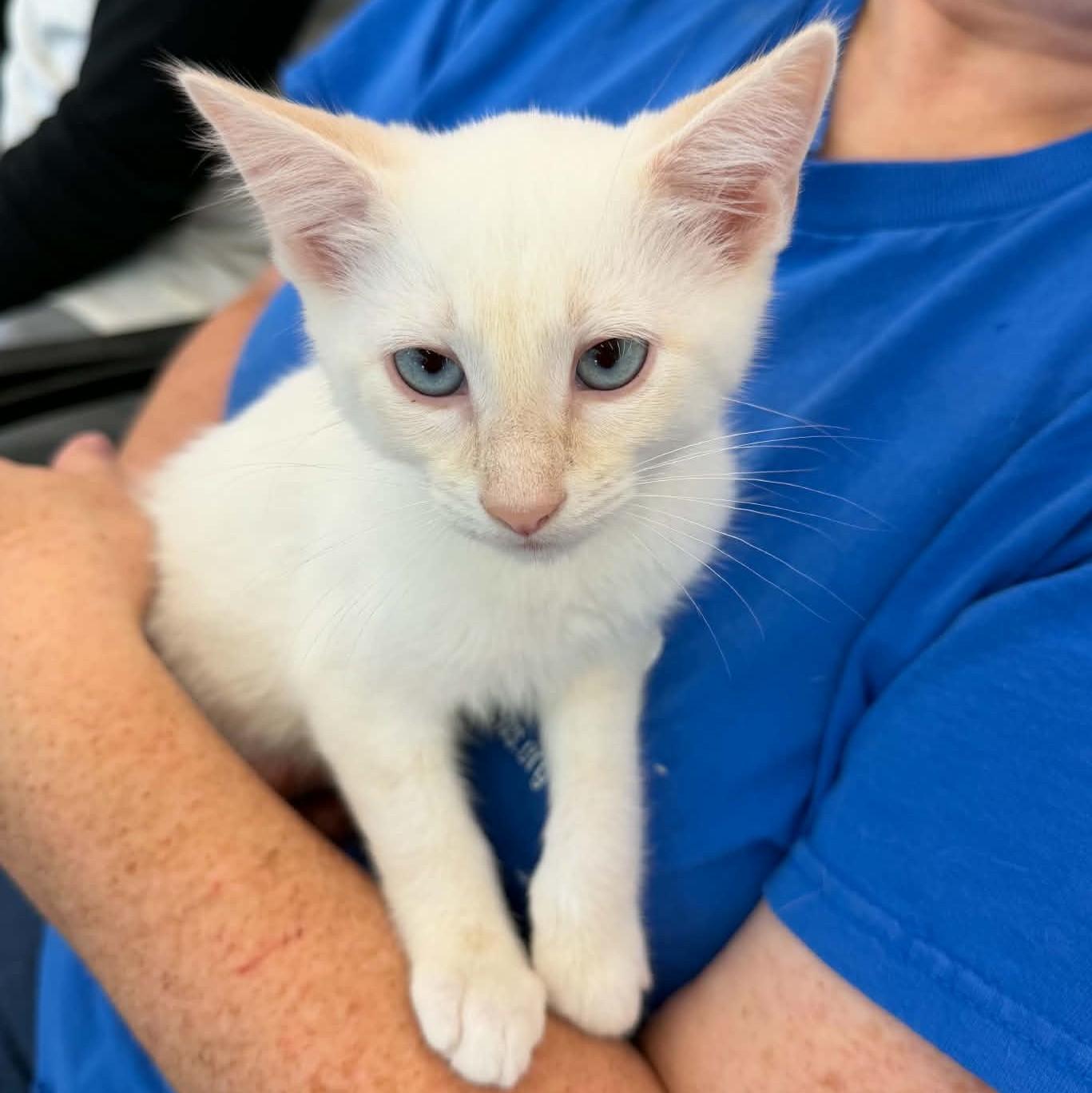 Joplin, an adopted Siamese in Fairborn, OH image 4/4