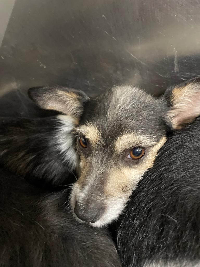 Enlarge Nellie, a Adopted mixed breed in Pittsfield, IL image 2/2