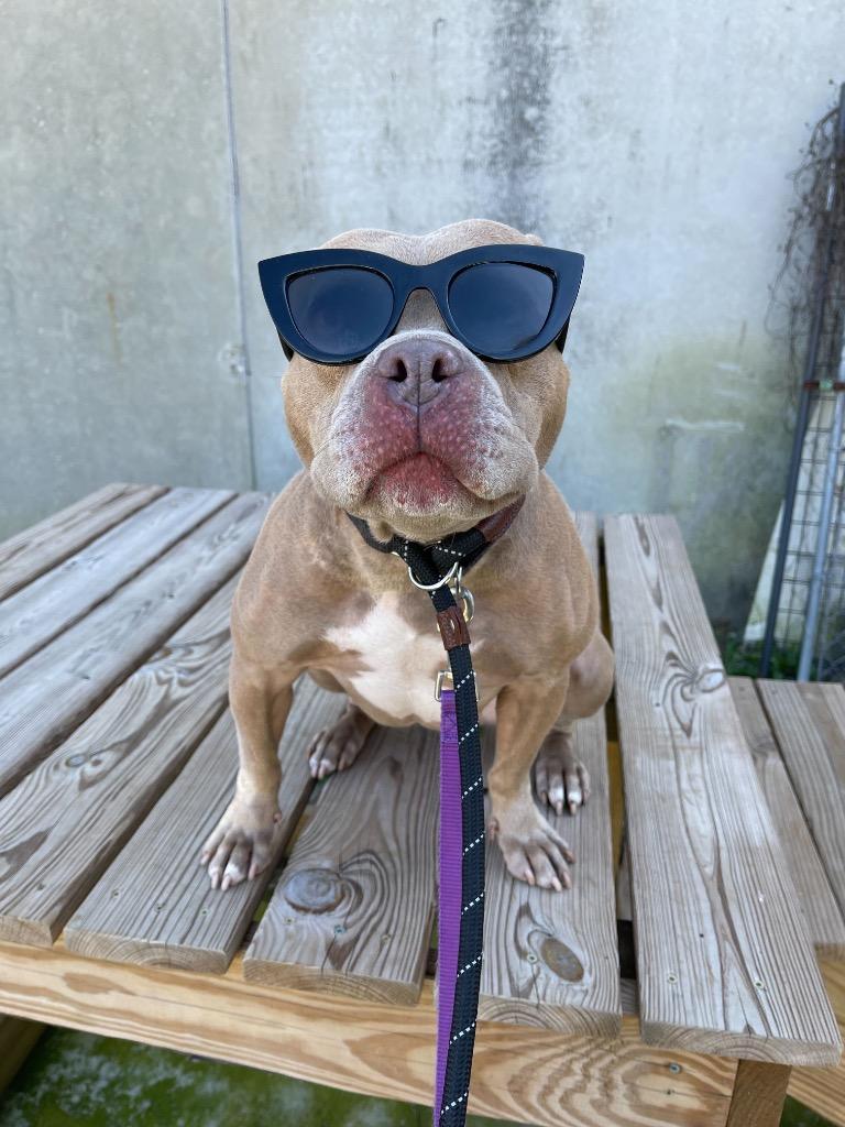 Carol, Adoptable, Senior Female Pit Bull Terrier.