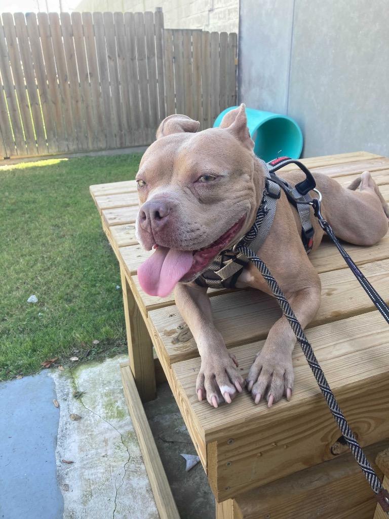 Carol, a Adoptable Pit Bull Terrier in New Orleans, LA image 2/6