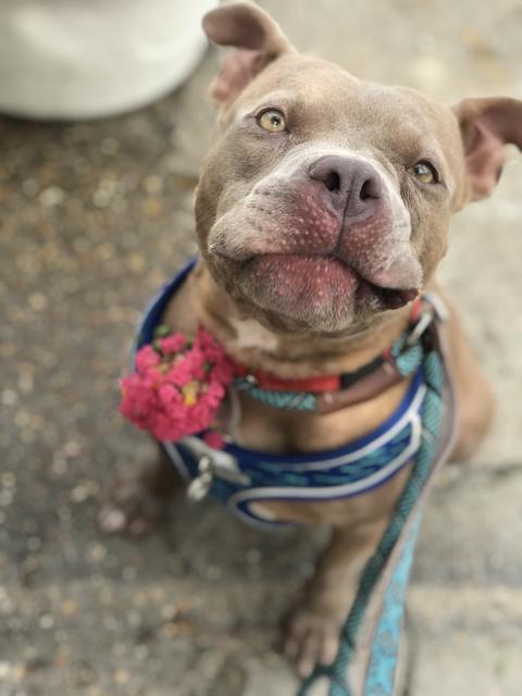 Carol, a Adoptable Pit Bull Terrier in New Orleans, LA image 6/6