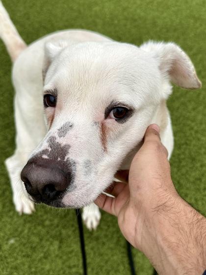 Tuffy, a Adoptable mixed breed in Wichita, KS image 1/3