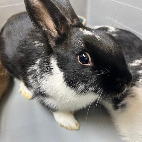 Bubbles, a Adoptable American in Dayton, OH image 1/2