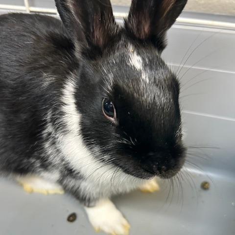 Bubbles, a Adoptable American in Dayton, OH image 2/2