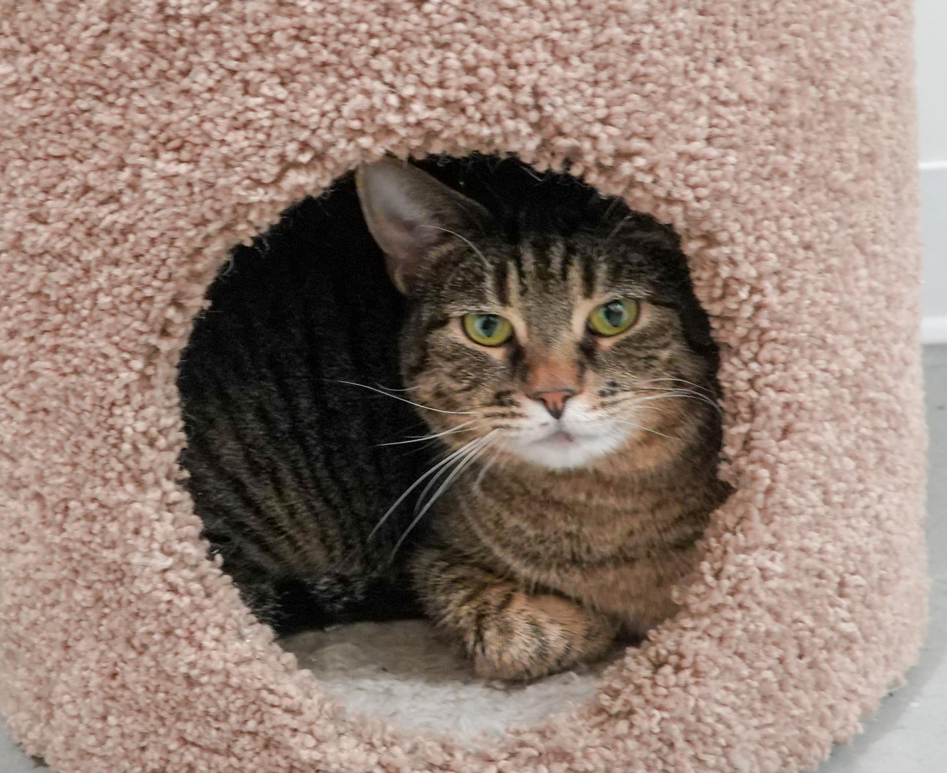 Enlarge Rory, a ADOPTABLE Domestic Short Hair in Boise, ID image 3/3
