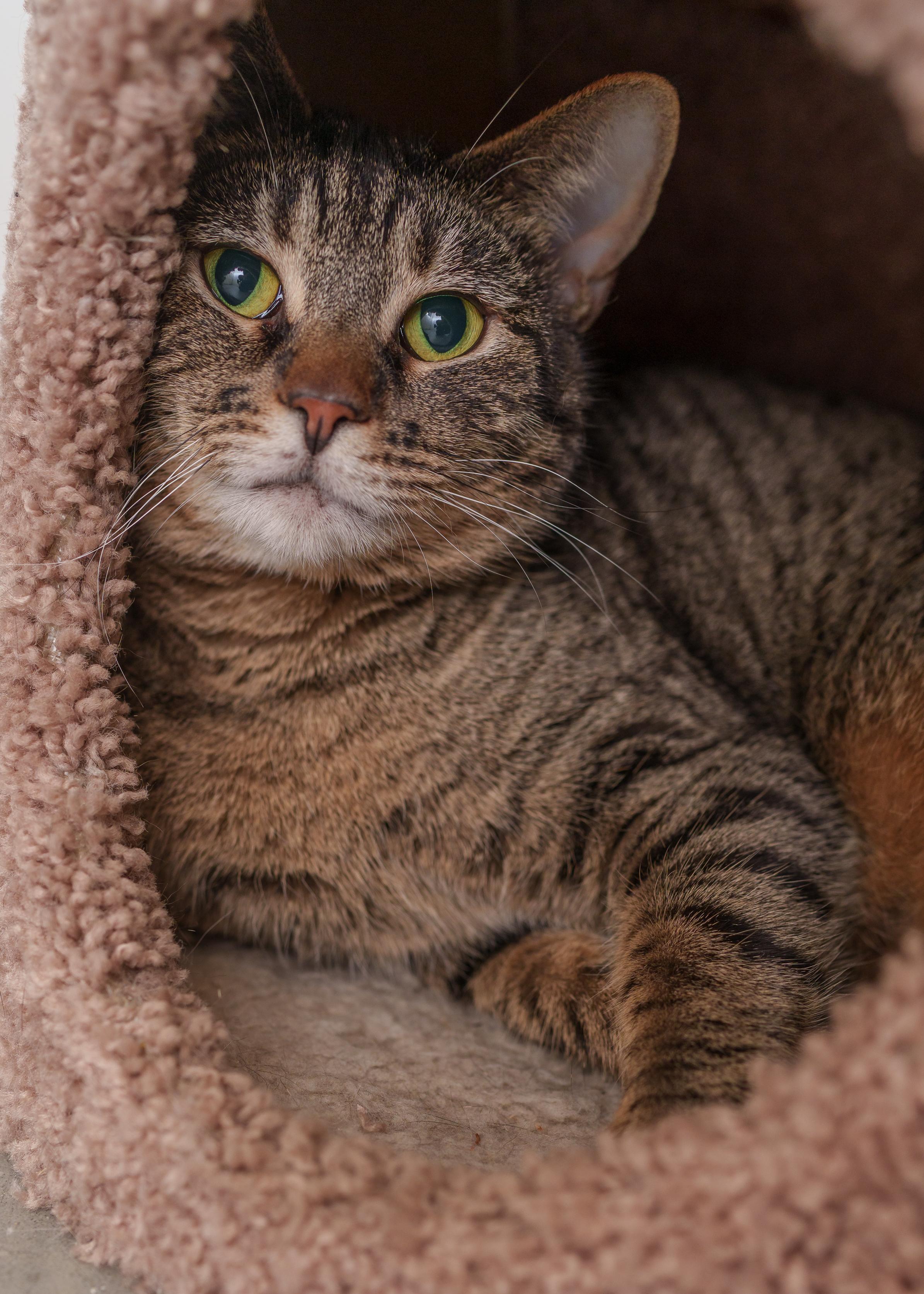 Enlarge Rory, a ADOPTABLE Domestic Short Hair in Boise, ID image 2/3