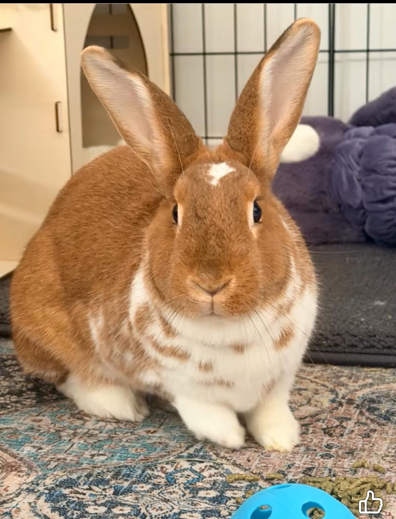 Missy, ADOPTABLE, Young Female New Zealand.