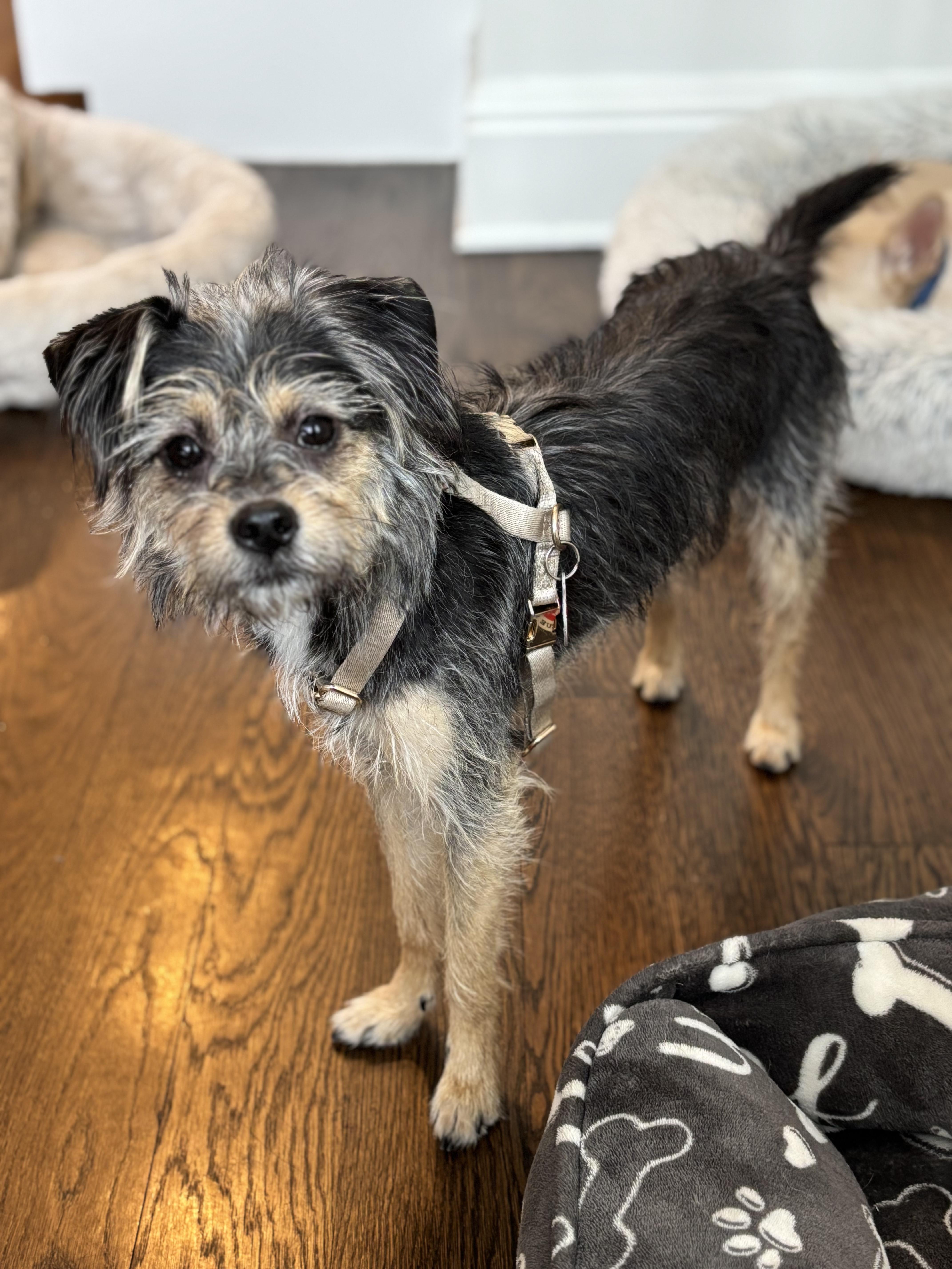 Miley, adopted, Young Female Terrier.
